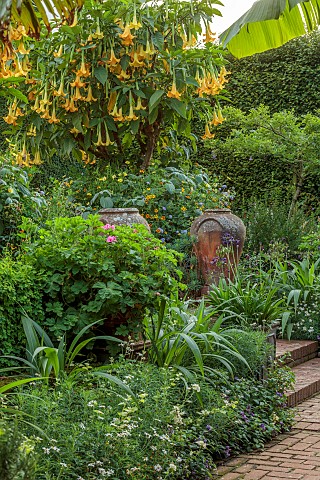 EAST_RUSTON_OLD_VICARAGE_GARDEN_NORFOLK_THE_KINGS_WALK_AUGUSTERRACOTTA_CONTAINERS_GIANT_YELLOW_FLOWE