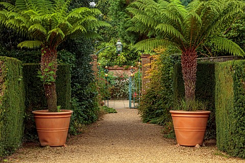 EAST_RUSTON_OLD_VICARAGE_GARDEN_NORFOLK_GRAVEL_DRIVE_TREE_FERNS_IN_CONTAINERS_ORNATE_GATE_DICKSONIA_