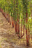 NEW WOOD TREES, DEVON: ROWS OF MULTI STEM PRUNUS SERRULA, TIBETAN CHERRY, CHERRIES, BARK, PEELING, TREES, SEPTEMBER