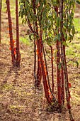 NEW WOOD TREES, DEVON: ROWS OF MULTI STEM PRUNUS SERRULA, TIBETAN CHERRY, CHERRIES, BARK, PEELING, TREES, SEPTEMBER