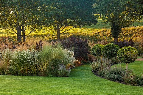 GRANTLEY_HALL_YORKSHIRE_LAWN_CLIPPED_TOPIARY_LOLLIPOPS_BORDERS_ASTER_ERICOIDES_SYMPHYOTRICHUM_ERICOI