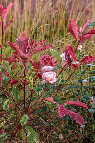 GRANTLEY_HALL_YORKSHIRE_PLANT_COMBINATION_ASSOCIATION_PHOTINIA_RED_ROBIN_ROSA_QUEEN_OF_SWEDEN