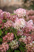 GRANTLEY HALL, YORKSHIRE: PINK, CREAM FLOWERS OF HYDRANGEA WIMS RED, SHRUBS