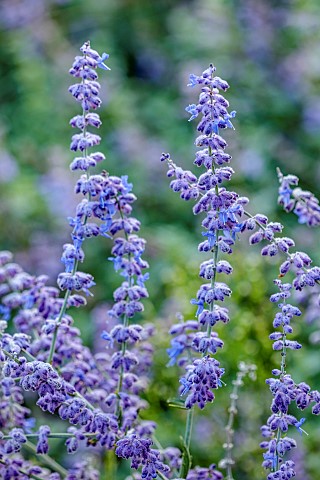 GRANTLEY_HALL_YORKSHIRE_BLUE_PURPLE_FLOWERS_OF_PEROVSKIA_BLUE_SPIRE_RUSSIAN_SAGE_PERENNIALS_SCENTED