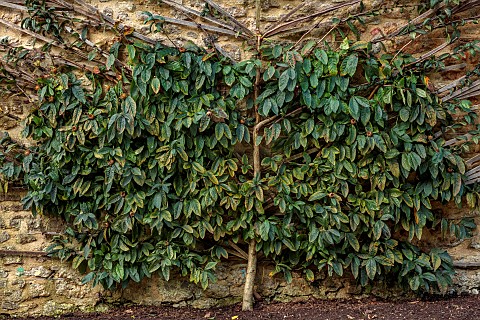 THE_NEWT_IN_SOMERSET_MEDLAR_MESPILUS_GERMANICA_TRAINED_AGAINST_THE_OUTSIDE_WALL_OF_THE_WALLED_GARDEN
