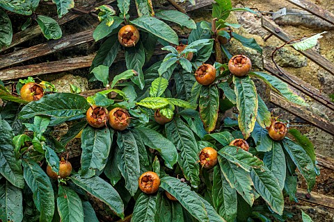 THE_NEWT_IN_SOMERSET_MEDLAR_MESPILUS_GERMANICA_TRAINED_AGAINST_THE_OUTSIDE_WALL_OF_THE_WALLED_GARDEN