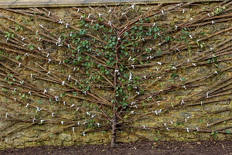 THE_NEWT_IN_SOMERSET_MORELLO_CHERRY_PRUNUS_CERASUS_MORELLO_TREE_TRAINED_AGAINST_THE_OUTSIDE_WALL_OF_