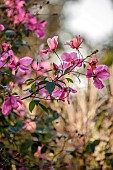 OLD COURT NURSERIES AND PICTON GARDEN, WORCESTERSHIRE: PINK FLOWERS OF ROSES, ROSA CHINENSIS MUTABILIS, ODORATA, AGM, SHRUBS