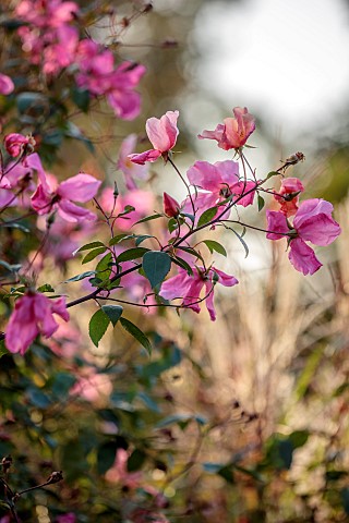 OLD_COURT_NURSERIES_AND_PICTON_GARDEN_WORCESTERSHIRE_PINK_FLOWERS_OF_ROSES_ROSA_CHINENSIS_MUTABILIS_