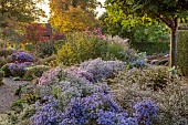 OLD COURT NURSERIES AND PICTON GARDEN, WORCESTERSHIRE: OCTOBER, MICHAELMAS DAISIES, ASTERS, SYMPHYOTRICHUM BLUE STAR, SYMPHYOTRICHUM ROSY VEIL, EVENING LIGHT
