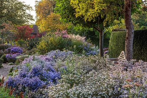 OLD_COURT_NURSERIES_AND_PICTON_GARDEN_WORCESTERSHIRE_OCTOBER_MICHAELMAS_DAISIES_ASTERS_SYMPHYOTRICHU