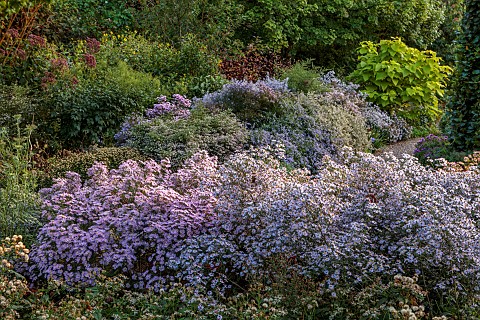 OLD_COURT_NURSERIES_AND_PICTON_GARDEN_WORCESTERSHIRE_SMALL_FLOWERED_ASTERS_OCTOBER_SYMPHYOTRICHUM_FA