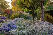 OLD COURT NURSERIES AND PICTON GARDEN, WORCESTERSHIRE: OCTOBER, MICHAELMAS DAISIES, ASTERS, SYMPHYOTRICHUM BLUE STAR, SYMPHYOTRICHUM ROSY VEIL, EVENING LIGHT, WOODEN BENCH, SEAT