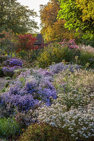 OLD_COURT_NURSERIES_AND_PICTON_GARDEN_WORCESTERSHIRE_OCTOBER_MICHAELMAS_DAISIES_ASTERS_SYMPHYOTRICHU
