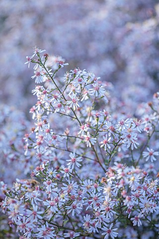 OLD_COURT_NURSERIES_AND_PICTON_GARDEN_WORCESTERSHIRE_PALE_BLUE_FLOWERS_OF_MICHAELMAS_DAISY_SYMPHYOTR