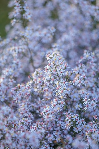 OLD_COURT_NURSERIES_AND_PICTON_GARDEN_WORCESTERSHIRE_PALE_BLUE_FLOWERS_OF_MICHAELMAS_DAISY_SYMPHYOTR