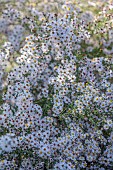OLD COURT NURSERIES AND PICTON GARDEN, WORCESTERSHIRE: PALE PINK FLOWERS, BLOOMS OF ASTER, SYMPHYOTRICHUM ERICOIDES ROSY VEIL, PERENNIALS