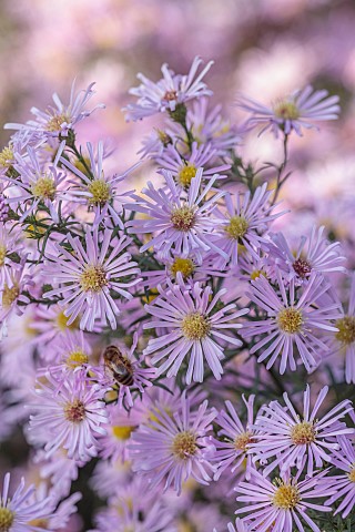 OLD_COURT_NURSERIES_AND_PICTON_GARDEN_WORCESTERSHIRE_PALE_PINK_FLOWERS_BLOOMS_OF_ASTER_SYMPHYOTRICHU