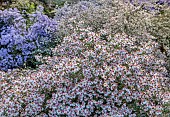 OLD COURT NURSERIES AND PICTON GARDEN, WORCESTERSHIRE: WHITE FLOWERS OF SYMPHYOTRICHUM LATERIFLORUM CHLOE, ASTERS, MICHAELMAS DAISIES, BLOOMS, FALL, OCTOBER, CALICO ASTER