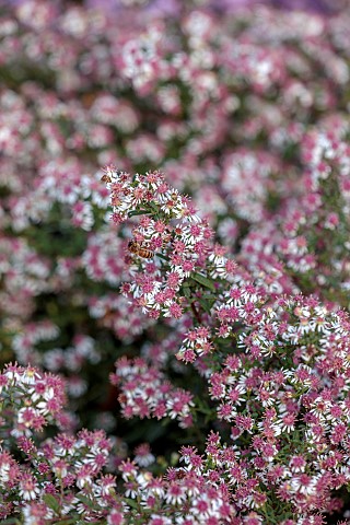OLD_COURT_NURSERIES_AND_PICTON_GARDEN_WORCESTERSHIRE_WHITE_RED_FLOWERS_OF_ASTER_SYMPHYOTRICHUM_LATER