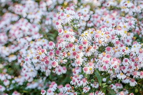 OLD_COURT_NURSERIES_AND_PICTON_GARDEN_WORCESTERSHIRE_WHITE_FLOWERS_OF_SYMPHYOTRICHUM_LATERIFLORUM_CH