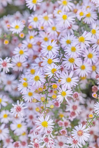 OLD_COURT_NURSERIES_AND_PICTON_GARDEN_WORCESTERSHIRE_ASTERS_MICHAELMAS_DAISIES_PINK_FLOWERS_OF_SYMPH