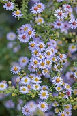 OLD COURT NURSERIES AND PICTON GARDEN, WORCESTERSHIRE: LAVENDER BLUE FLOWERS, BLOOMS OF ASTER, SYMPHYOTRICHUM ERICOIDES BLUE STAR, PERENNIALS, OCTOBER