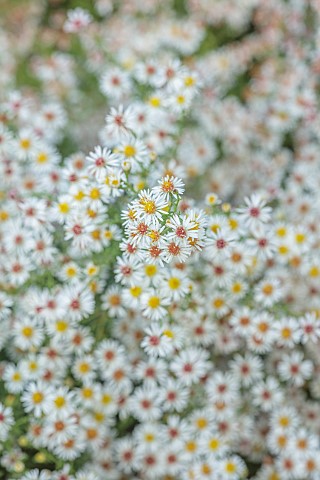 OLD_COURT_NURSERIES_AND_PICTON_GARDEN_WORCESTERSHIRE_WHITE_YELLOW_FLOWERS_OF_SYMPHYOTRICHUM_ERICOIDE