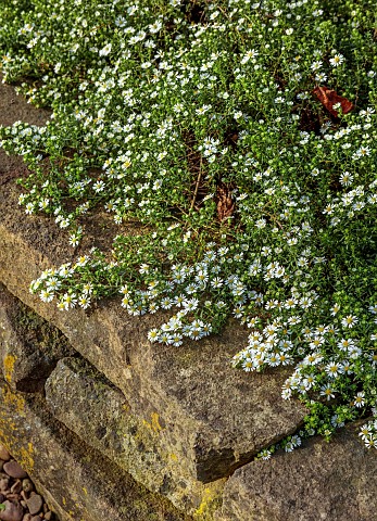 OLD_COURT_NURSERIES_AND_PICTON_GARDEN_WORCESTERSHIRE_WHITE_FLOWERS_OF_SYMPHYOTRICHUM_ERICOIDES_VAR_P