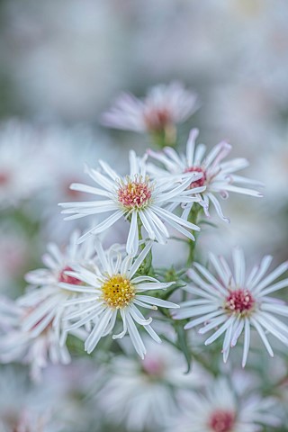 OLD_COURT_NURSERIES_AND_PICTON_GARDEN_WORCESTERSHIRE_WHITE_CREAM_FLOWERS_BLOOMS_OF_ASTER_SYMPHYOTRIC