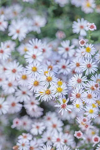 OLD_COURT_NURSERIES_AND_PICTON_GARDEN_WORCESTERSHIRE_PALE_PINK_FLOWERS_BLOOMS_OF_ASTER_SYMPHYOTRICHU