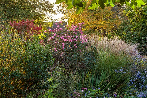 OLD_COURT_NURSERIES_AND_PICTON_GARDEN_WORCESTERSHIRE_BORDERM_ROSES_GRASSES_ROSA_CHINENSIS_MUTABILIS_