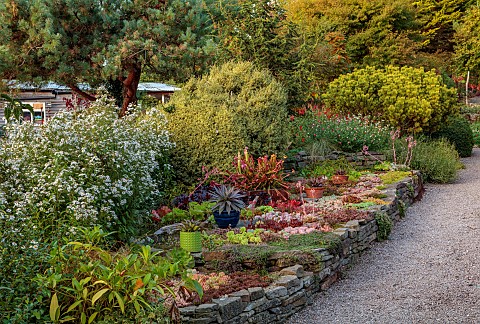 OLD_COURT_NURSERIES_AND_PICTON_GARDEN_WORCESTERSHIRE_WALL_RAISED_BED_GRAVEL_DRY_GARDEN_SUCCULENTS_CA