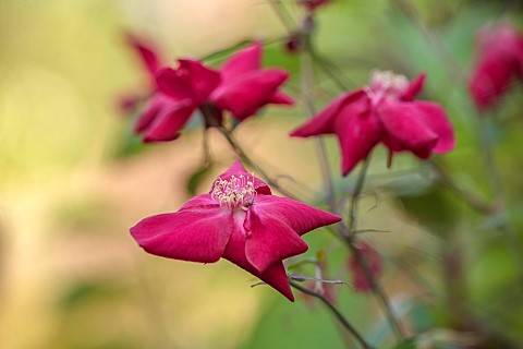 THE_PICTON_GARDEN_AND_OLD_COURT_NURSERIES_WORCESTERSHIRE_CLOSE_UP_OF_RED_FLOWERS_OF_ROSES_ROSA_CHINE