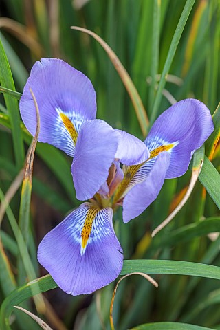 OLD_COURT_NURSERIES_AND_PICTON_GARDEN_WORCESTERSHIRE_BLUE_AND_YELLOW_FLOWERS_OF_IRIS_UNGUICULARIS_MA