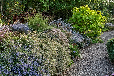 OLD_COURT_NURSERIES_AND_PICTON_GARDEN_WORCESTERSHIRE_PATH_BORDER_ASTERS_MICHAELMAS_DAISIES_CATALPA_B
