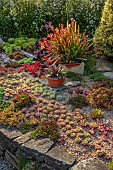 OLD COURT NURSERIES AND PICTON GARDEN, WORCESTERSHIRE: WALL, RAISED BED, GRAVEL, DRY GARDEN, SUCCULENTS, CARNIVEROUS PLANTS