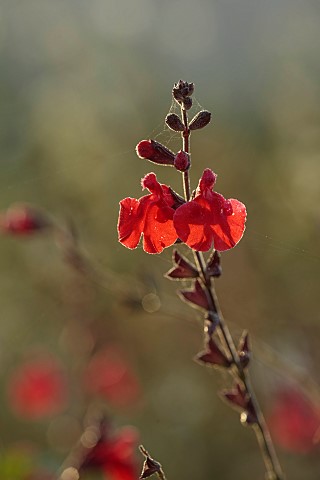 NORWELL_NURSERIES_NOTTINGHAMSHIRE_FALL_AUTUMN_OCTOBER_RED_FLOWERS_OF_SALVIA_RED_VELVET_SAGES