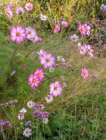 NORWELL_NURSERIES_NOTTINGHAMSHIRE_FALL_AUTUMN_OCTOBER_PINK_WHITE_FLOWERS_OF_COSMOS_PICOTEE_ANNUALS
