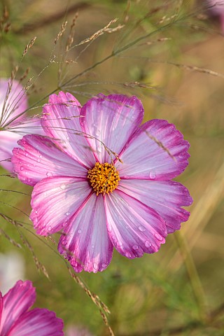 NORWELL_NURSERIES_NOTTINGHAMSHIRE_FALL_AUTUMN_OCTOBER_PINK_WHITE_FLOWERS_OF_COSMOS_PICOTEE_ANNUALS