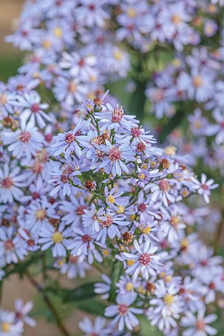 NORWELL_NURSERIES_NOTTINGHAMSHIRE_FALL_AUTUMN_OCTOBER_BLUE_PINK_FLOWERS_BLOOMS_OF_ASTER_CORDIFOLIUS_