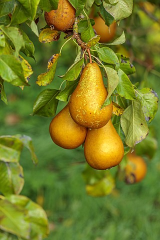 NORWELL_NURSERIES_NOTTINGHAMSHIRE_FALL_AUTUMN_OCTOBER_CONFERENCE_PEARS_FRUIT_PYRUS_CONFERENCE