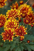 NORWELL NURSERIES, NOTTINGHAMSHIRE: RED, YELLOW FLOWERS, BLOOMS OF CHRYSANTHEMUM ETNA, FALL, AUTUMN, OCTOBER