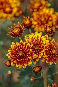 NORWELL NURSERIES, NOTTINGHAMSHIRE: RED, YELLOW FLOWERS, BLOOMS OF CHRYSANTHEMUM ETNA, FALL, AUTUMN, OCTOBER