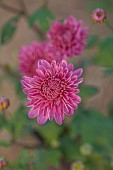 NORWELL NURSERIES, NOTTINGHAMSHIRE: FALL, AUTUMN, OCTOBER, PINK, FLOWERS, BLOOMS OF CHRYSANTHEMUM MANITO