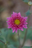 NORWELL NURSERIES, NOTTINGHAMSHIRE: FALL, AUTUMN, OCTOBER, PINK, FLOWERS, BLOOMS OF CHRYSANTHEMUM MANITO