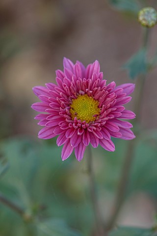 NORWELL_NURSERIES_NOTTINGHAMSHIRE_FALL_AUTUMN_OCTOBER_PINK_FLOWERS_BLOOMS_OF_CHRYSANTHEMUM_MANITO
