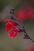 NORWELL NURSERIES, NOTTINGHAMSHIRE: FALL, AUTUMN, OCTOBER, RED FLOWERS, BLOOMS OF SALVIA ROYAL BUMBLE, SAGES