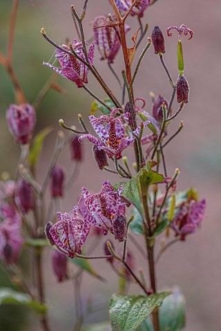 NORWELL_NURSERIES_NOTTINGHAMSHIRE_FALL_AUTUMN_OCTOBER_PINK_FLOWERS_BLOOMS_OF_TRICYRTIS_PURPLE_BEAUTY