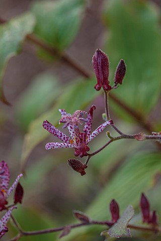 NORWELL_NURSERIES_NOTTINGHAMSHIRE_FALL_AUTUMN_OCTOBER_PINK_FLOWERS_BLOOMS_OF_TRICYRTIS_PURPLE_BEAUTY